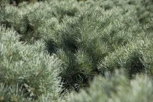 Pinus pumila 'Glauca' - 20-25 CM C2 - image 5