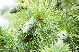 Pinus pumila 'Glauca' - 50-60 CM RB - image 2