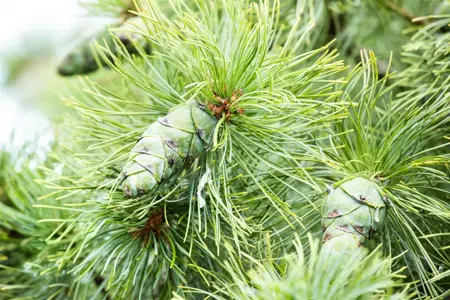 Pinus pumila 'Glauca' - 60-80 CM RB - image 2