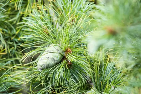 Pinus pumila 'Glauca' - 60-80 CM RB - image 3