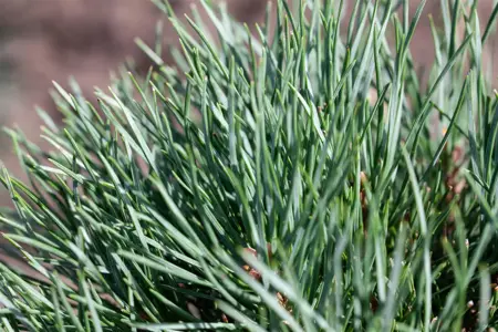 Pinus pumila 'Glauca' - 60-80 CM RB - image 5