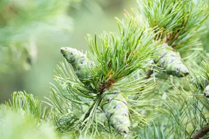 Pinus pumila 'Glauca' - 100-125 CM RB - image 4