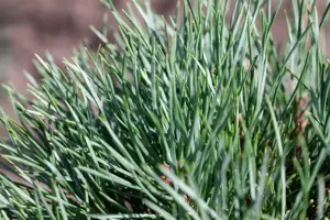 Pinus pumila 'Glauca' - 100-125 CM RB - image 5