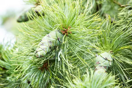 Pinus pumila 'Glauca' - 15-20 CM C2 - image 2