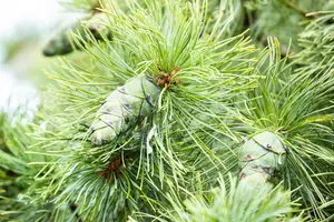 Pinus pumila 'Glauca' - 15-20 CM C2 - image 2