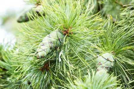 Pinus pumila 'Glauca' - 20-25 CM C3 - image 2