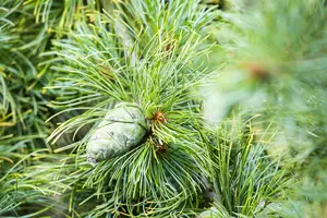 Pinus pumila 'Glauca' - 20-25 CM C3 - image 3