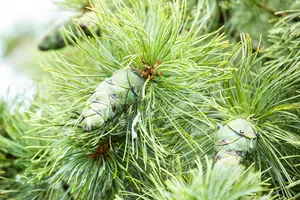 Pinus pumila 'Glauca'