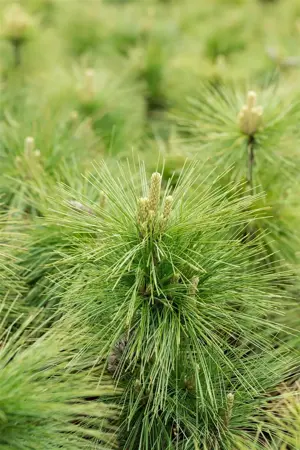 Pinus schwerinii 'Wiethorst' - 100-125 CM RB - image 3