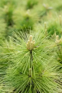 Pinus schwerinii 'Wiethorst' - 80-100 CM C30 - image 5