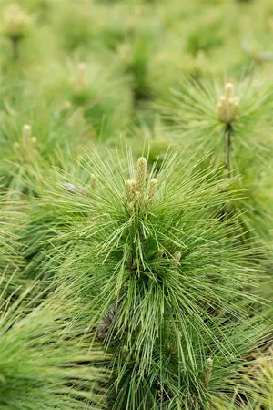Pinus schwerinii 'Wiethorst' - 25-30 CM C3 - image 3