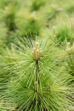 Pinus schwerinii 'Wiethorst' - 25-30 CM C3 - image 5
