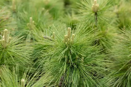 Pinus schwerinii 'Wiethorst' - 100-125 CM RB - image 2