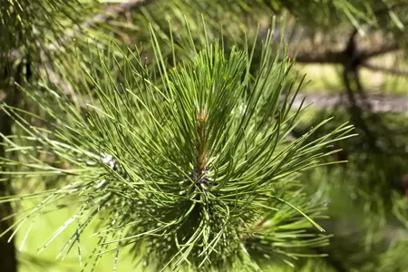 Pinus schwerinii 'Wiethorst' - 80-100 CM C30 - image 1