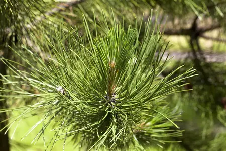Pinus schwerinii 'Wiethorst' - 80-100 CM C15 - image 1
