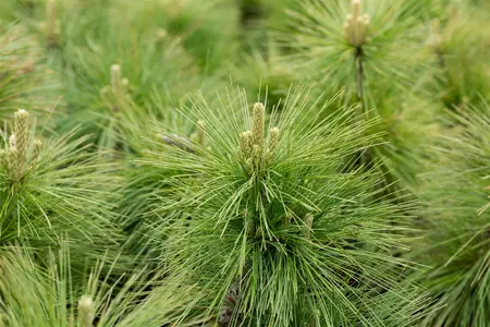 Pinus schwerinii 'Wiethorst' - 25-30 CM C3 - image 2