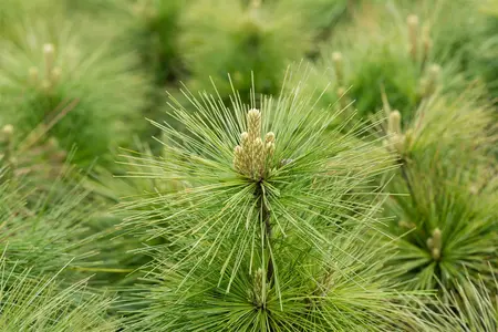 Pinus schwerinii 'Wiethorst' - 25-30 CM C3 - image 4
