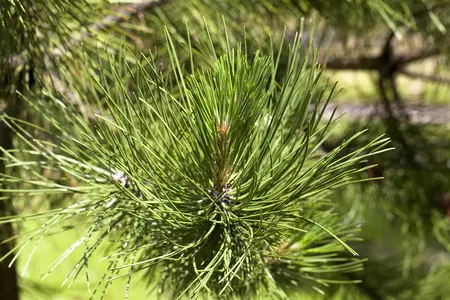 Pinus schwerinii 'Wiethorst' - 50-60 CM C15 - image 1