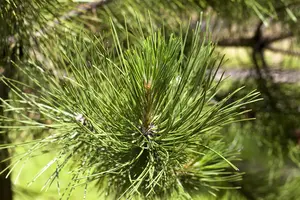 Pinus schwerinii 'Wiethorst' - 50-60 CM C15 - image 5