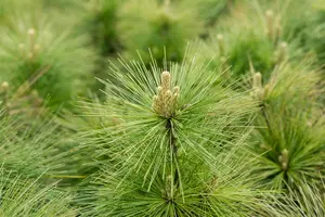 Pinus schwerinii 'Wiethorst' - 60-70 CM C20 - image 4