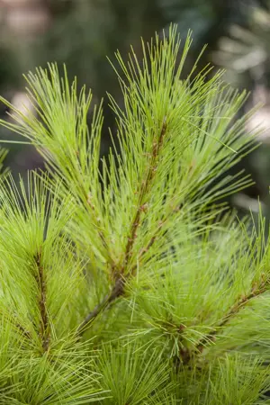 Pinus strobus - 125-150 CM RB - image 3