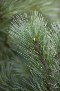 Pinus strobus - 60-70 CM C25 - image 5