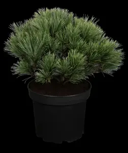 Pinus strobus 'Minima' - P9 - image 5