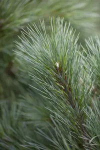 Pinus strobus 'Brevifolia'