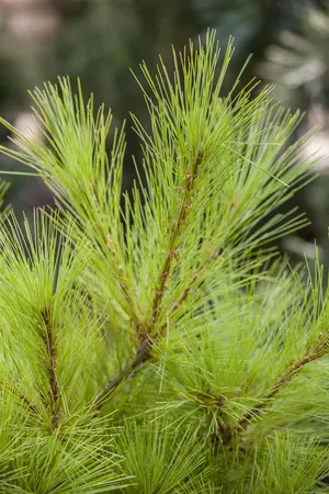 Pinus strobus 'Brevifolia' - 15-20 CM C3 - image 3