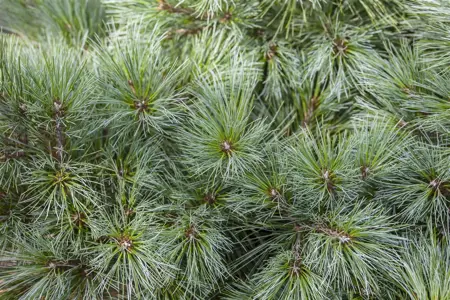 Pinus strobus 'Brevifolia' - LIN. P9 10-15 CM - image 4
