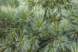 Pinus strobus 'Brevifolia' - LIN. P9 10-15 CM - image 4