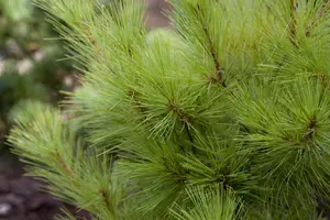 Pinus strobus 'Brevifolia' - 15-20 CM C3 - image 2