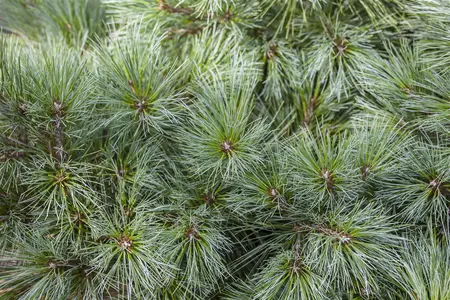 Pinus strobus 'Brevifolia' - 15-20 CM C3 - image 4