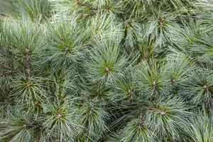 Pinus strobus 'Brevifolia' - 15-20 CM C3 - image 4