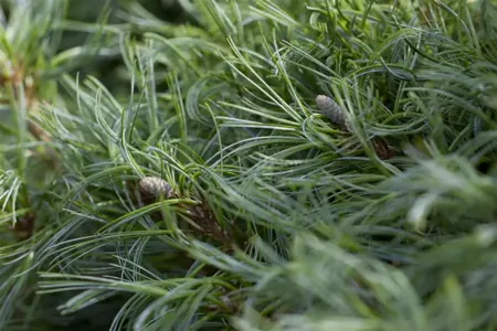 Pinus strobus 'Green Curls' - 40 CM STEM C13