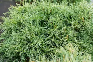 Pinus strobus 'Green Twist'
