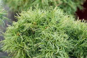 Pinus strobus 'Green Twist' - 60 CM STEM 5L - image 2