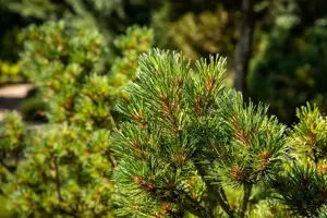 Pinus strobus 'Kr?ger's Liliput' - 40-50 CM C25 - image 2
