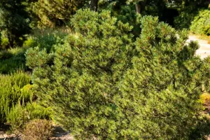 Pinus strobus 'Kr?ger's Liliput' - 60-70 CM C45 - image 1