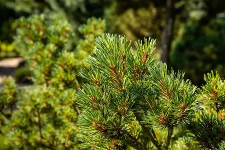 Pinus strobus 'Kr?ger's Liliput' - 60-70 CM C45 - image 2