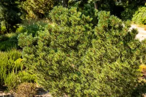 Pinus strobus 'Kr?ger's Liliput'