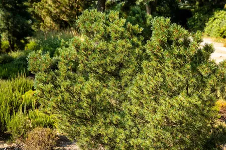 Pinus strobus 'Kr?ger's Liliput' - 60-70 CM C25 - image 1