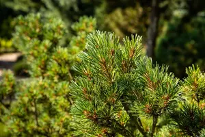 Pinus strobus 'Kr?ger's Liliput' - 60-70 CM C25 - image 2