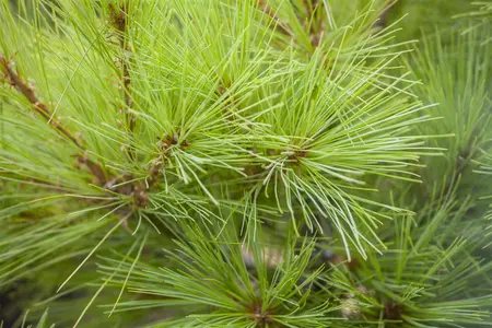 Pinus strobus 'Louie' - 30-40 CM C5 - image 2