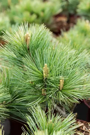 Pinus strobus 'Macopin' - 60-80 CM C30 - image 5
