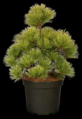 Pinus strobus 'Macopin' - 60-80 CM C30 - image 2