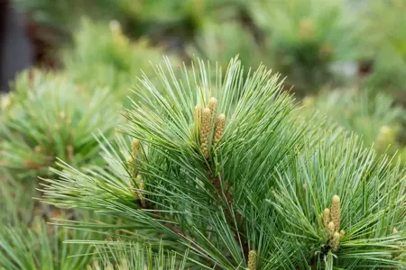 Pinus strobus 'Macopin' - 60-80 CM C30 - image 3