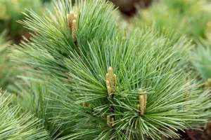 Pinus strobus 'Macopin' - 60-80 CM C30 - image 4