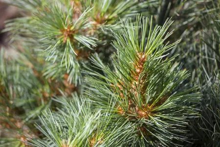 Pinus strobus 'Macopin' - 30-40 CM C7.5 - image 1