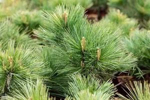 Pinus strobus 'Macopin' - 30-40 CM C7.5 - image 5